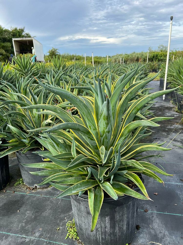 agave-variegata