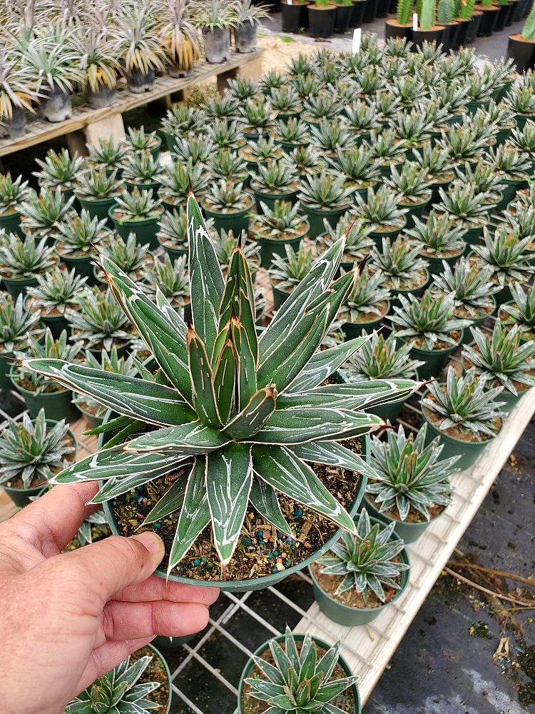 agave-victoriae-reginae-porcupine-queen-victoria-agave