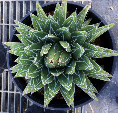 agave-victoriae-reginae-porcupine-queen-victoria-agave