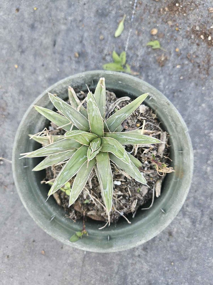 agave-victoriae-reginae-porcupine-queen-victoria-agave