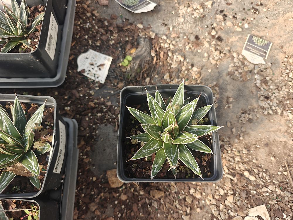 agave-victoriae-reginae-porcupine-queen-victoria-agave