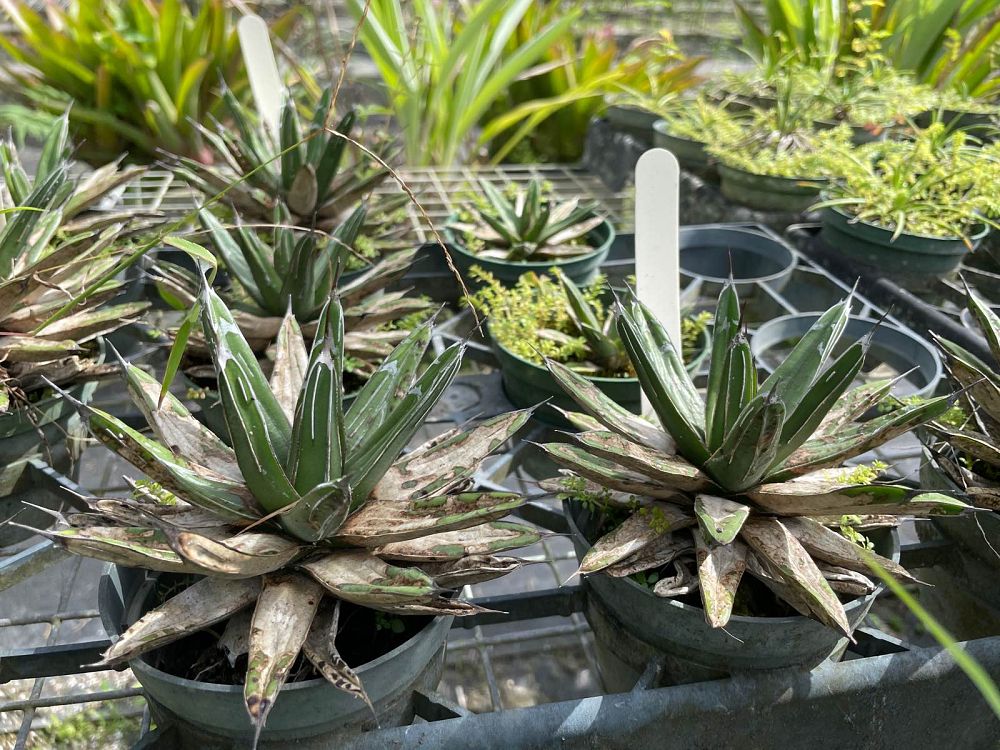 agave-victoriae-reginae-queen-victoria-agave