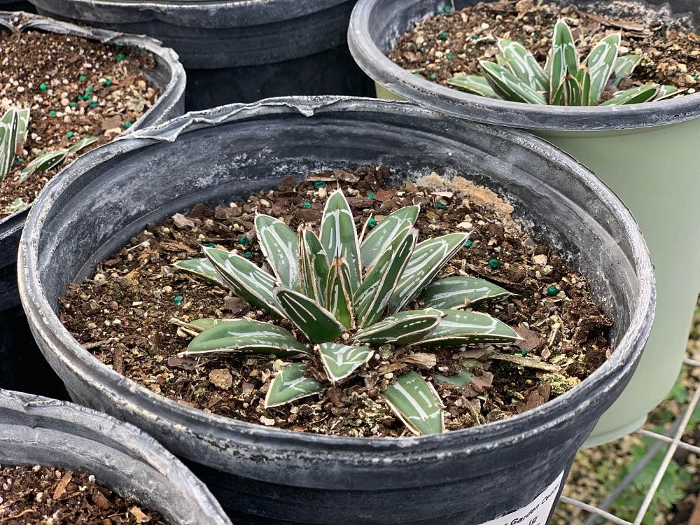 agave-victoriae-reginae-queen-victoria-agave