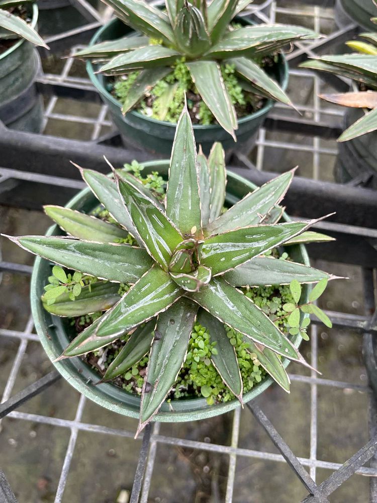 agave-victoriae-reginae-queen-victoria-agave