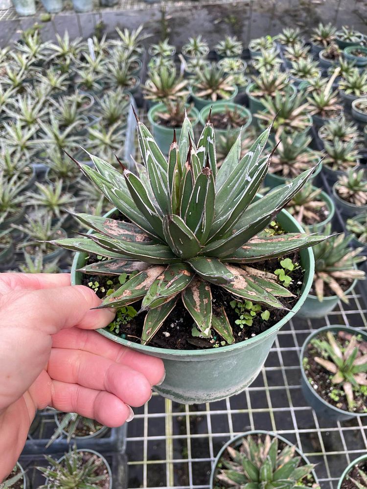 agave-victoriae-reginae-queen-victoria-agave
