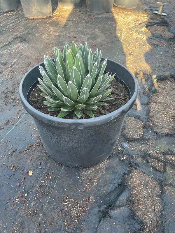 agave-victoriae-reginae-queen-victoria-agave