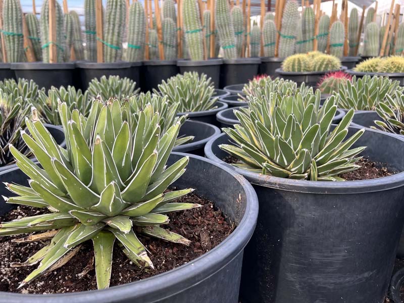 agave-victoriae-reginae-variegata-variegated-queen-victoria