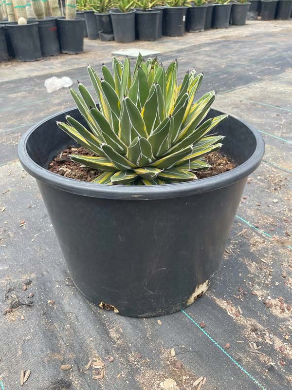 agave-victoriae-reginae-variegata-variegated-queen-victoria