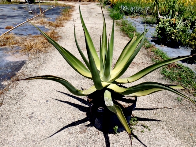 agave-vilmoriniana-amole-octopus-agave