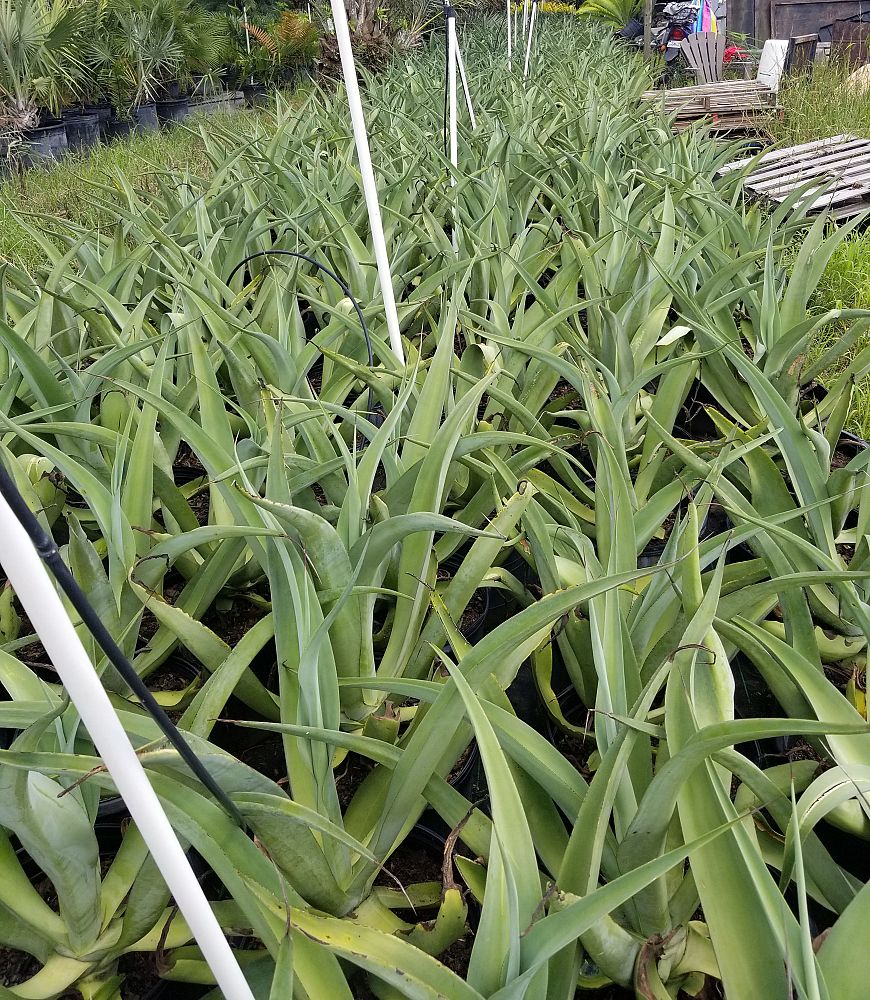 agave-vilmoriniana-amole-octopus-agave
