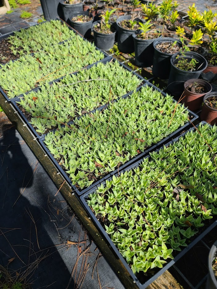 agave-vilmoriniana-amole-octopus-agave