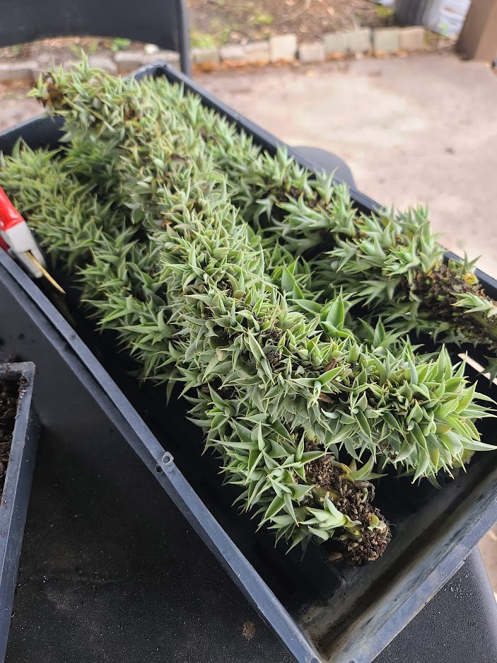 agave-vilmoriniana-amole-octopus-agave
