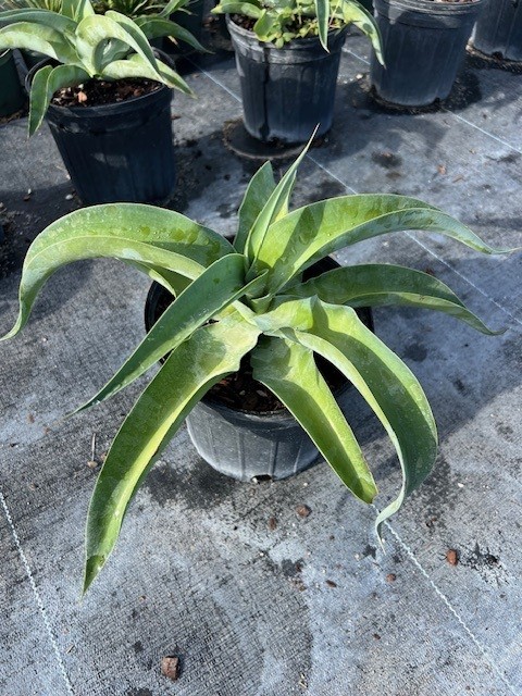 agave-vilmoriniana-amole-octopus-agave
