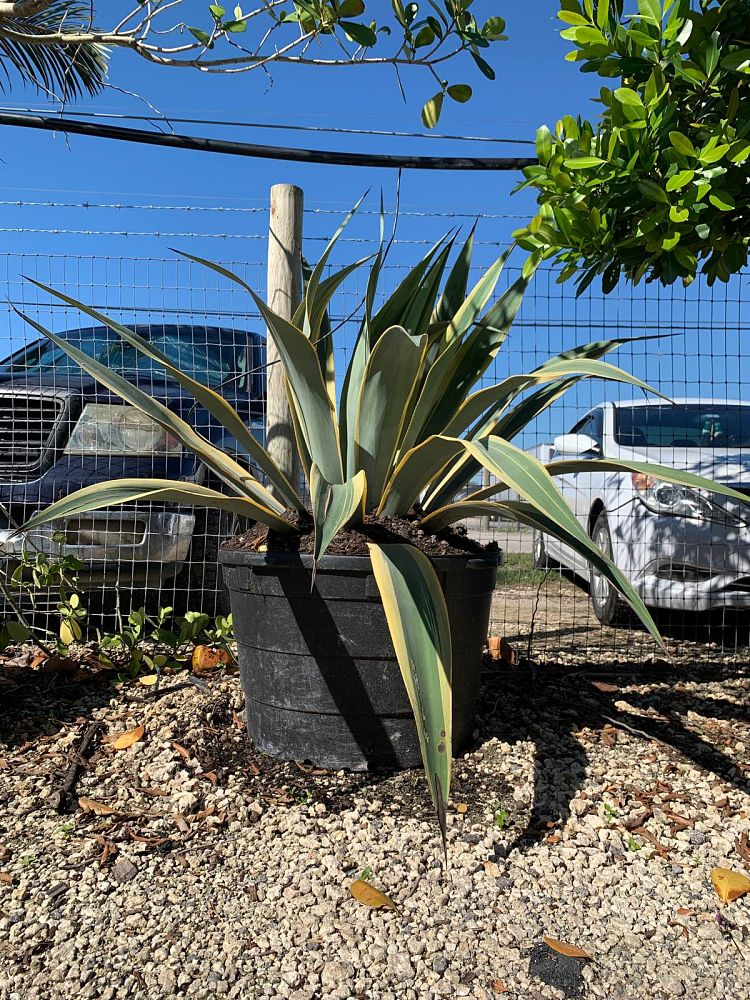 agave-weberi-arizona-star