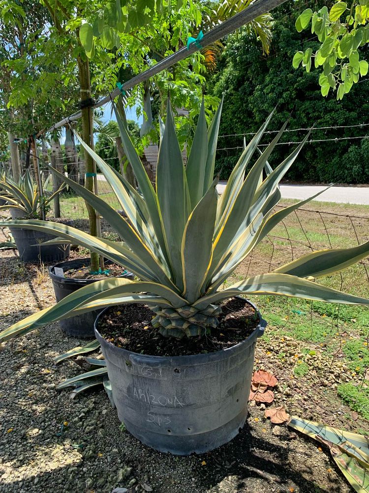 agave-weberi-arizona-star