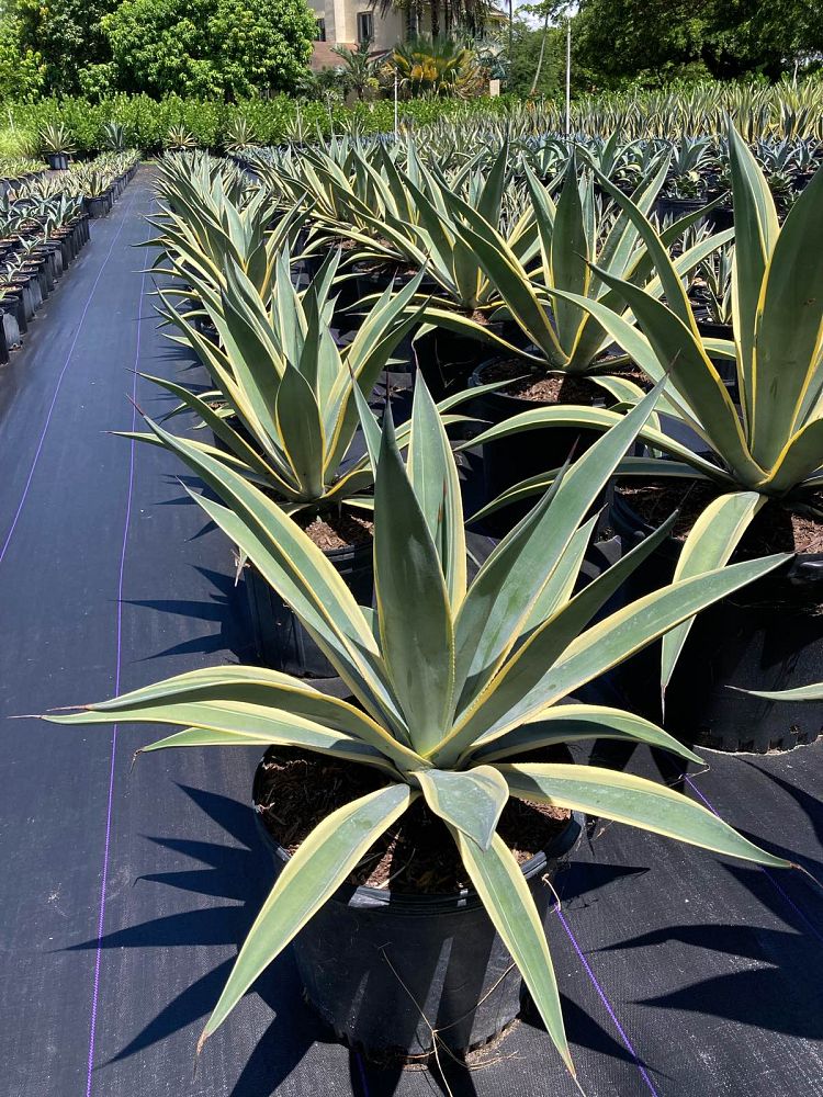 agave-weberi-arizona-star