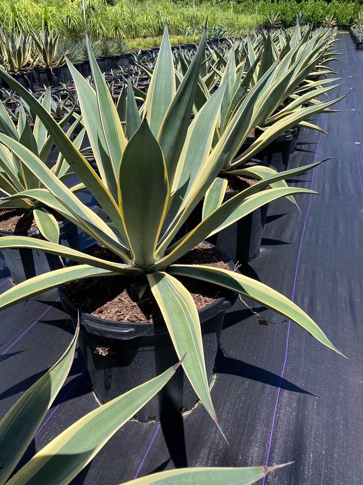 agave-weberi-arizona-star