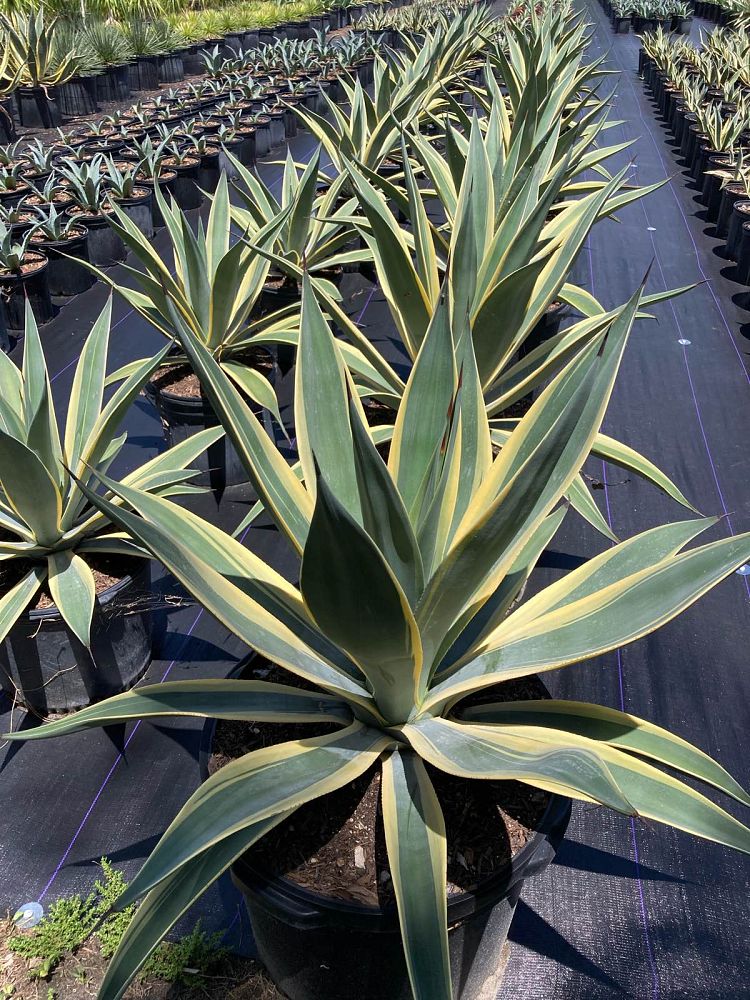 agave-weberi-arizona-star