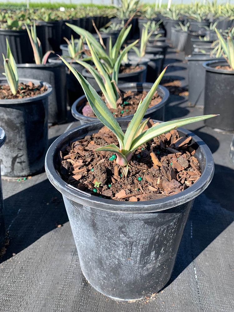 agave-weberi-arizona-star