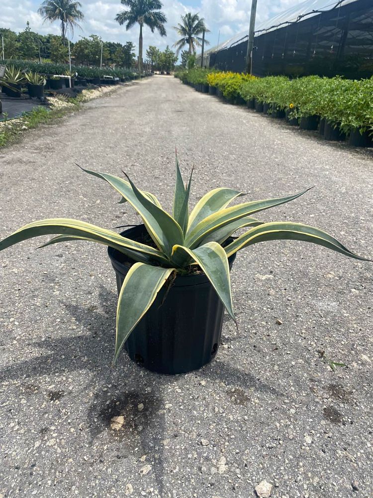 agave-weberi-arizona-star
