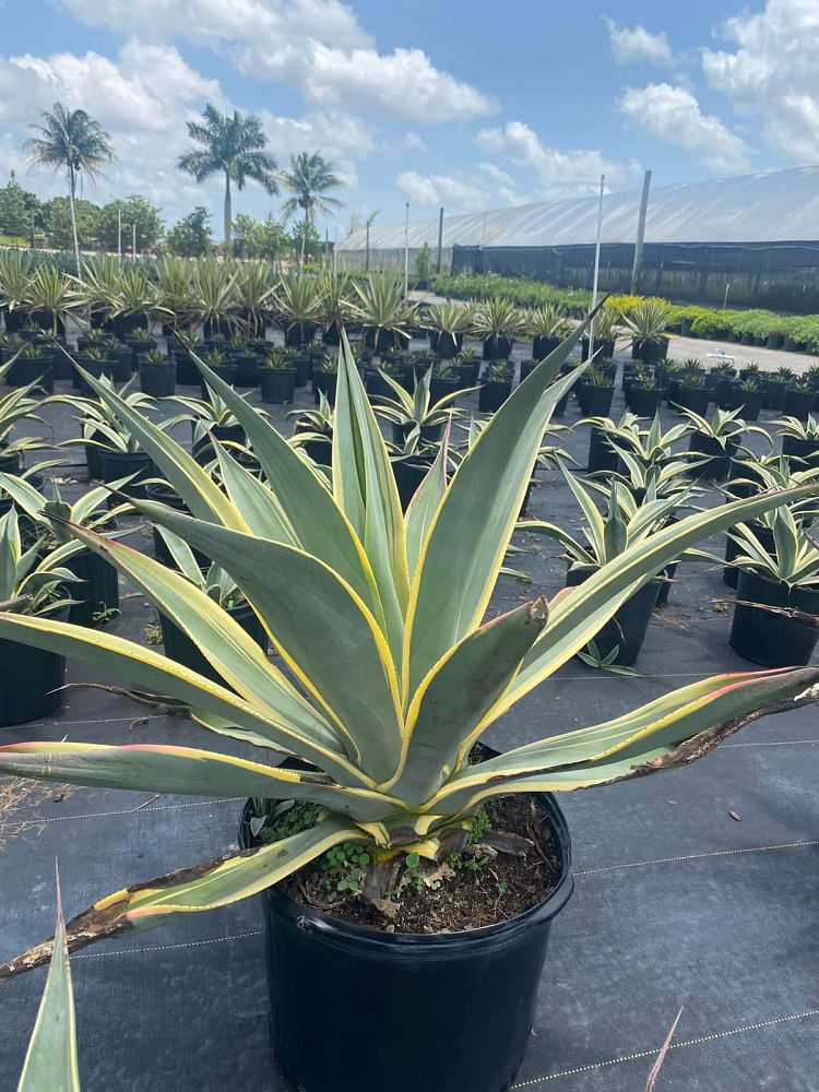 agave-weberi-arizona-star