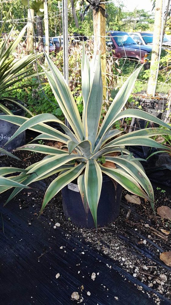 agave-weberi-arizona-star
