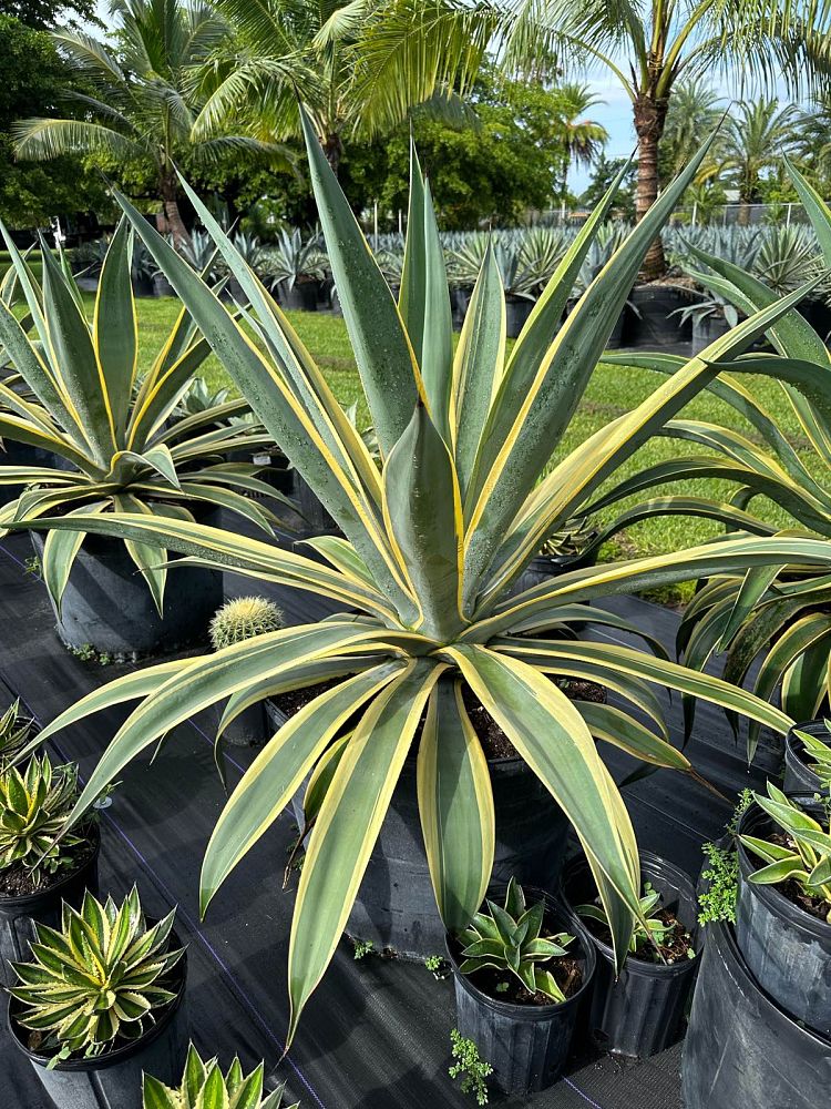 agave-weberi-arizona-star
