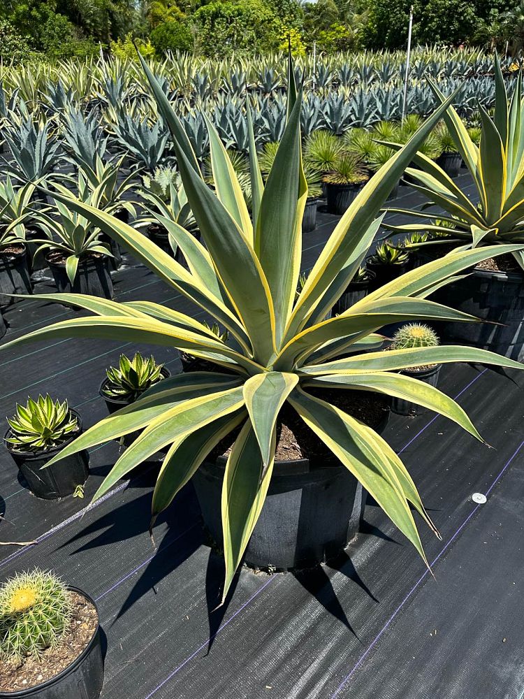 agave-weberi-arizona-star