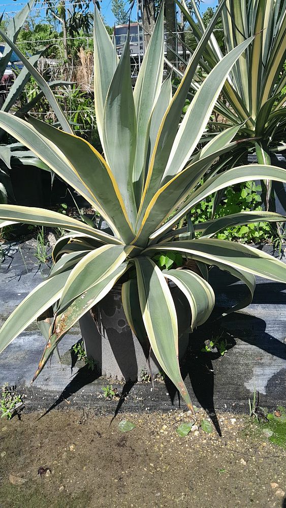 agave-weberi-arizona-star