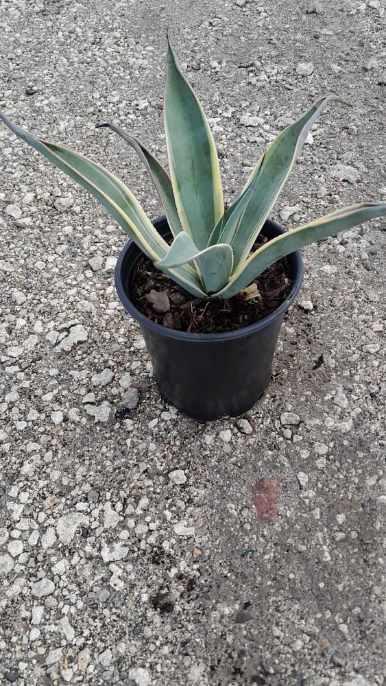 agave-weberi-arizona-star