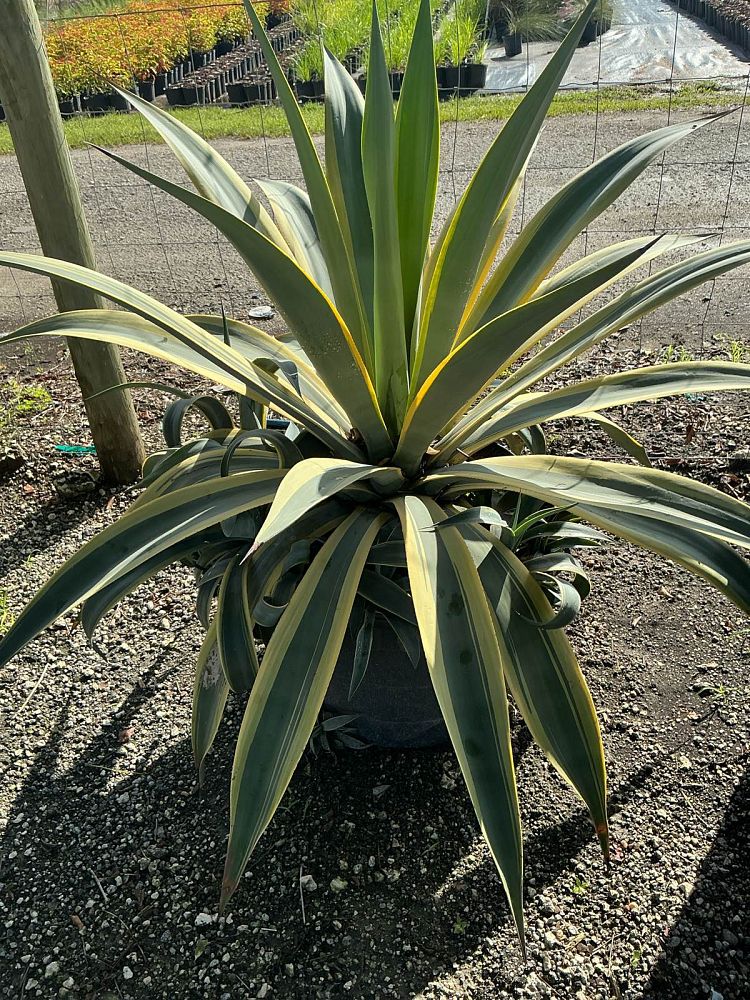 agave-weberi-arizona-star