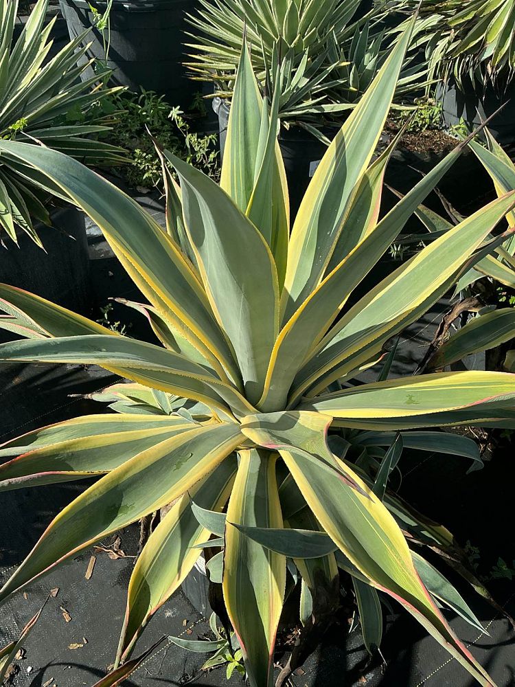 agave-weberi-arizona-star
