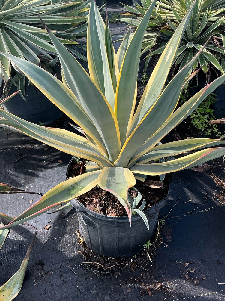 agave-weberi-arizona-star