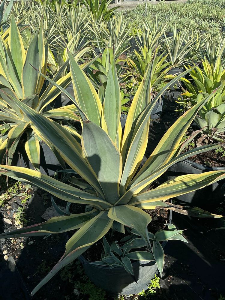 agave-weberi-arizona-star