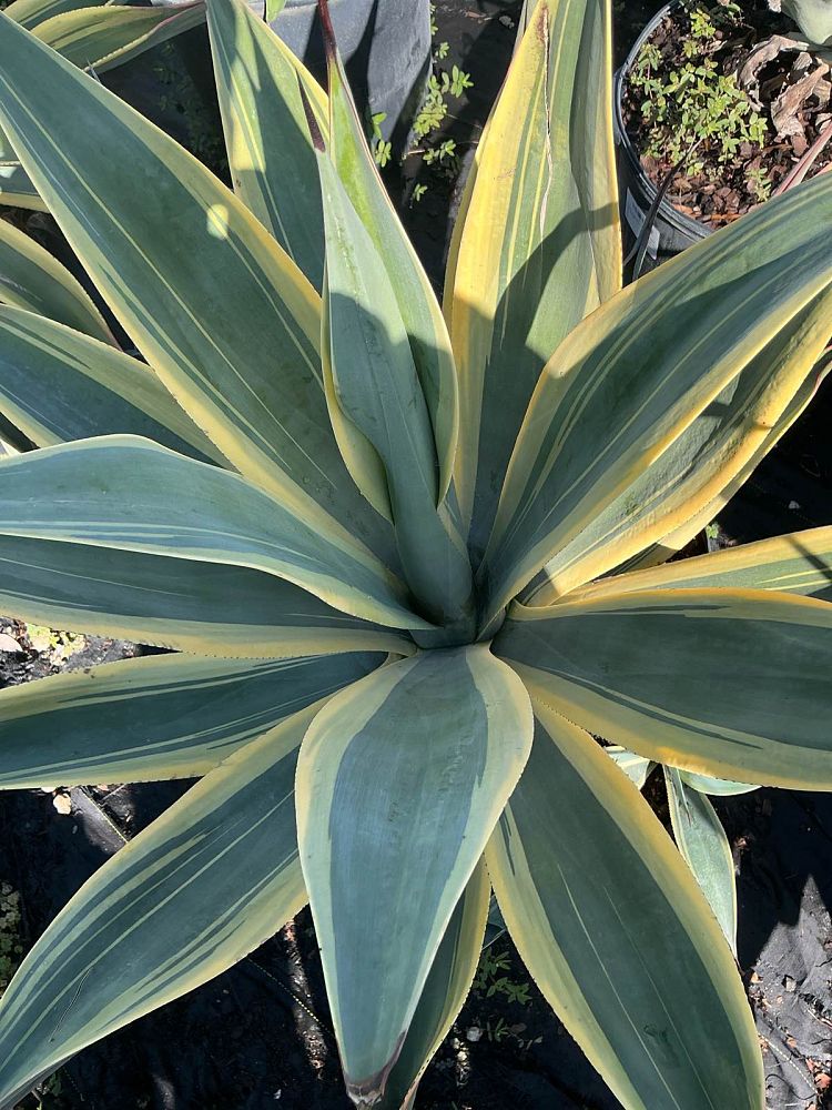 agave-weberi-arizona-star