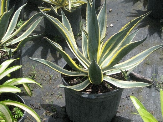 agave-weberi