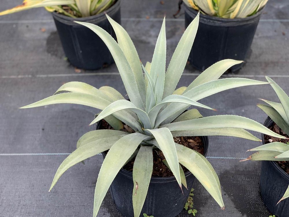agave-weberi