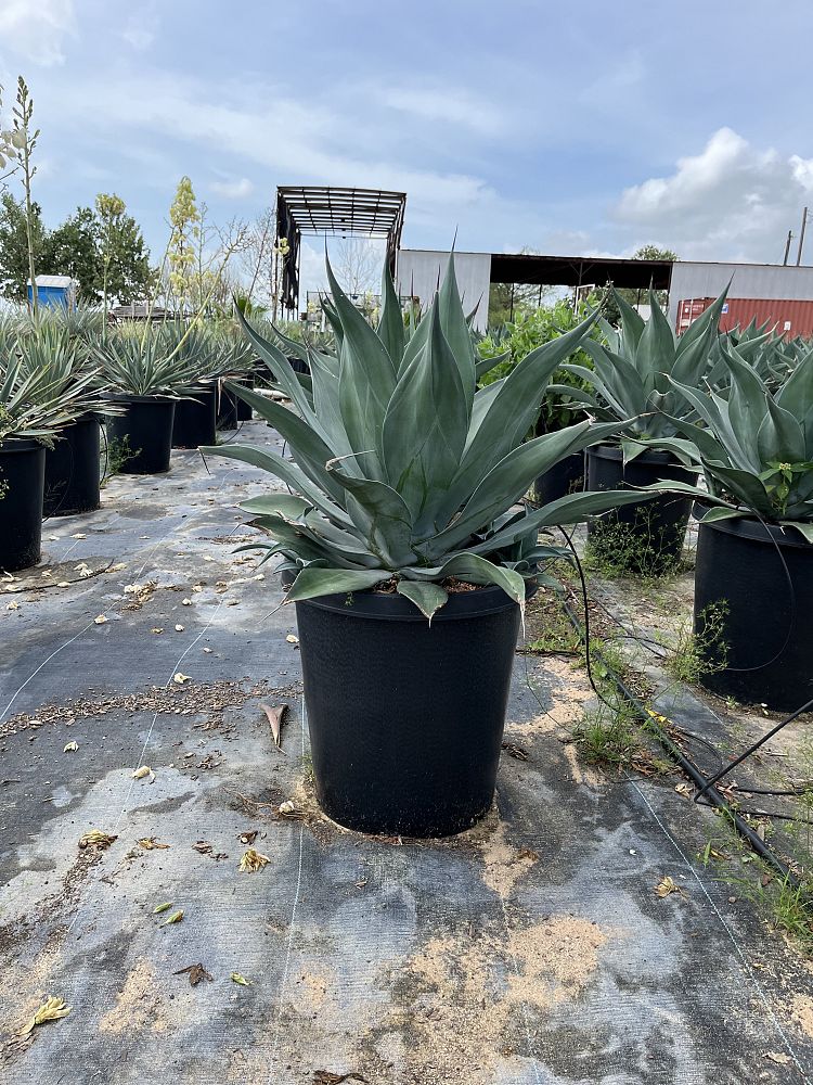 agave-weberi