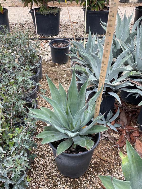 agave-weberi