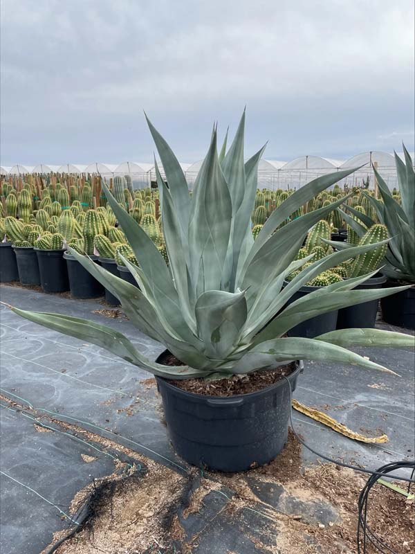 agave-weberi