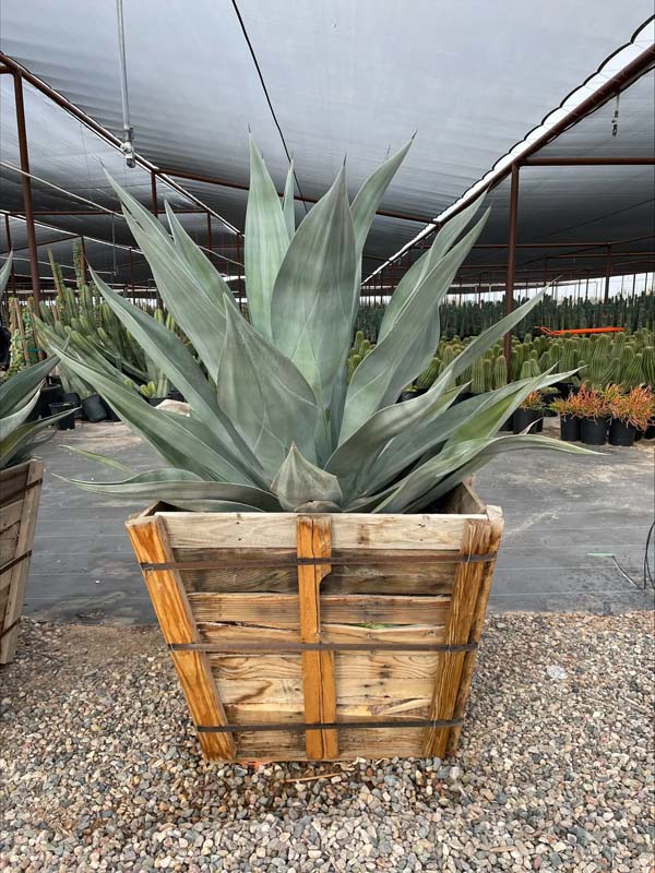 agave-weberi