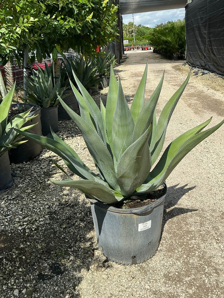 agave-wercklei