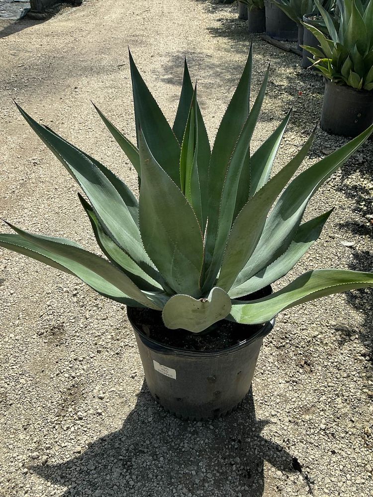 agave-wercklei
