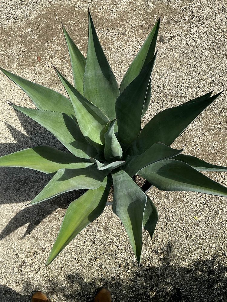 agave-wercklei