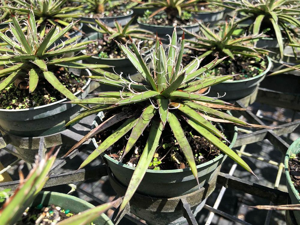 agave-x-leopoldii
