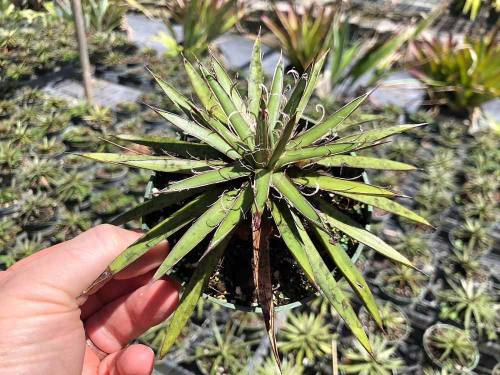agave-x-leopoldii