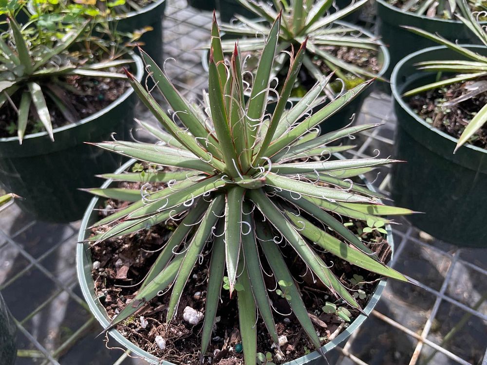 agave-x-leopoldii