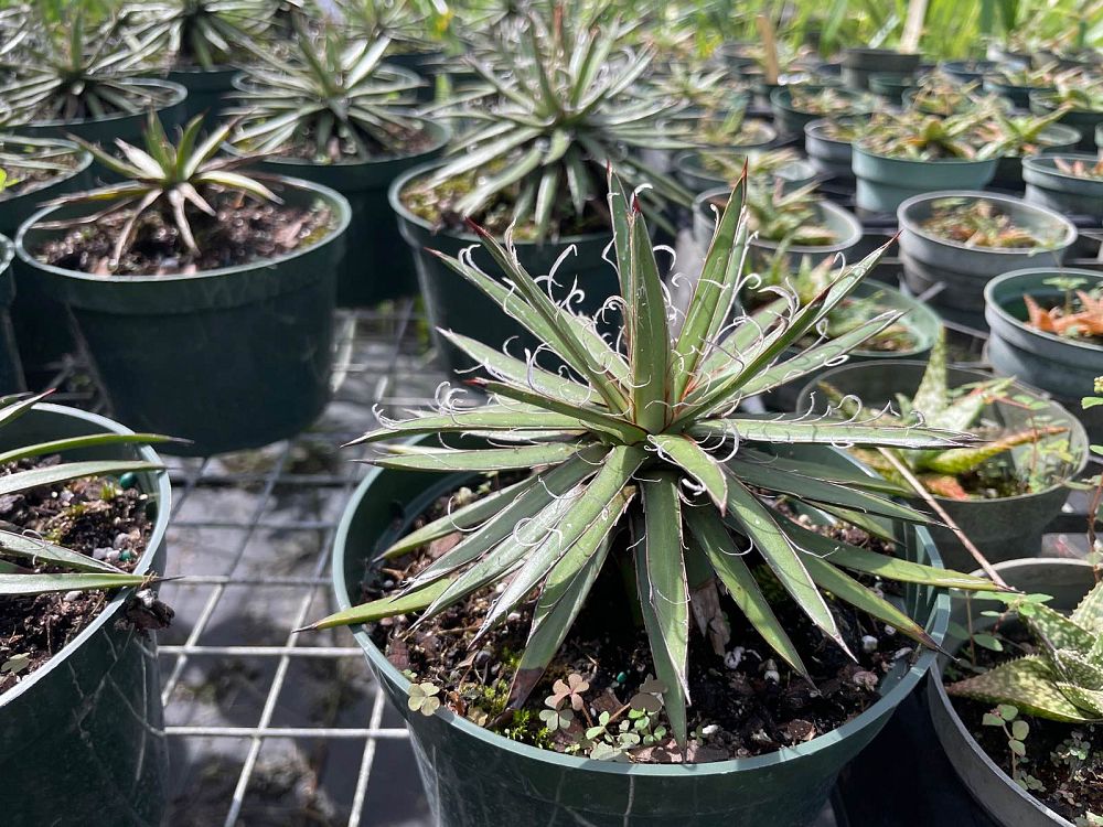 agave-x-leopoldii