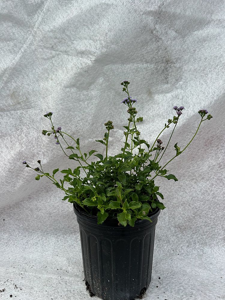 ageratum-littorale-blue-mist
