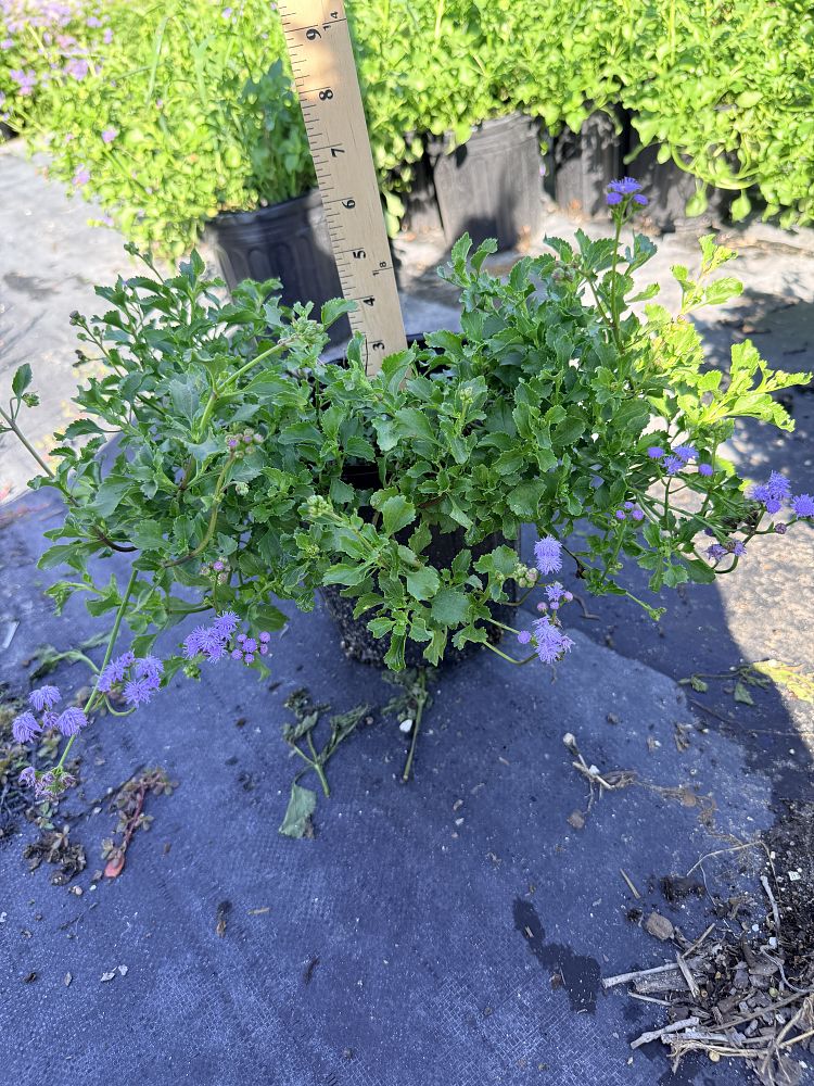 ageratum-littorale-blue-mist